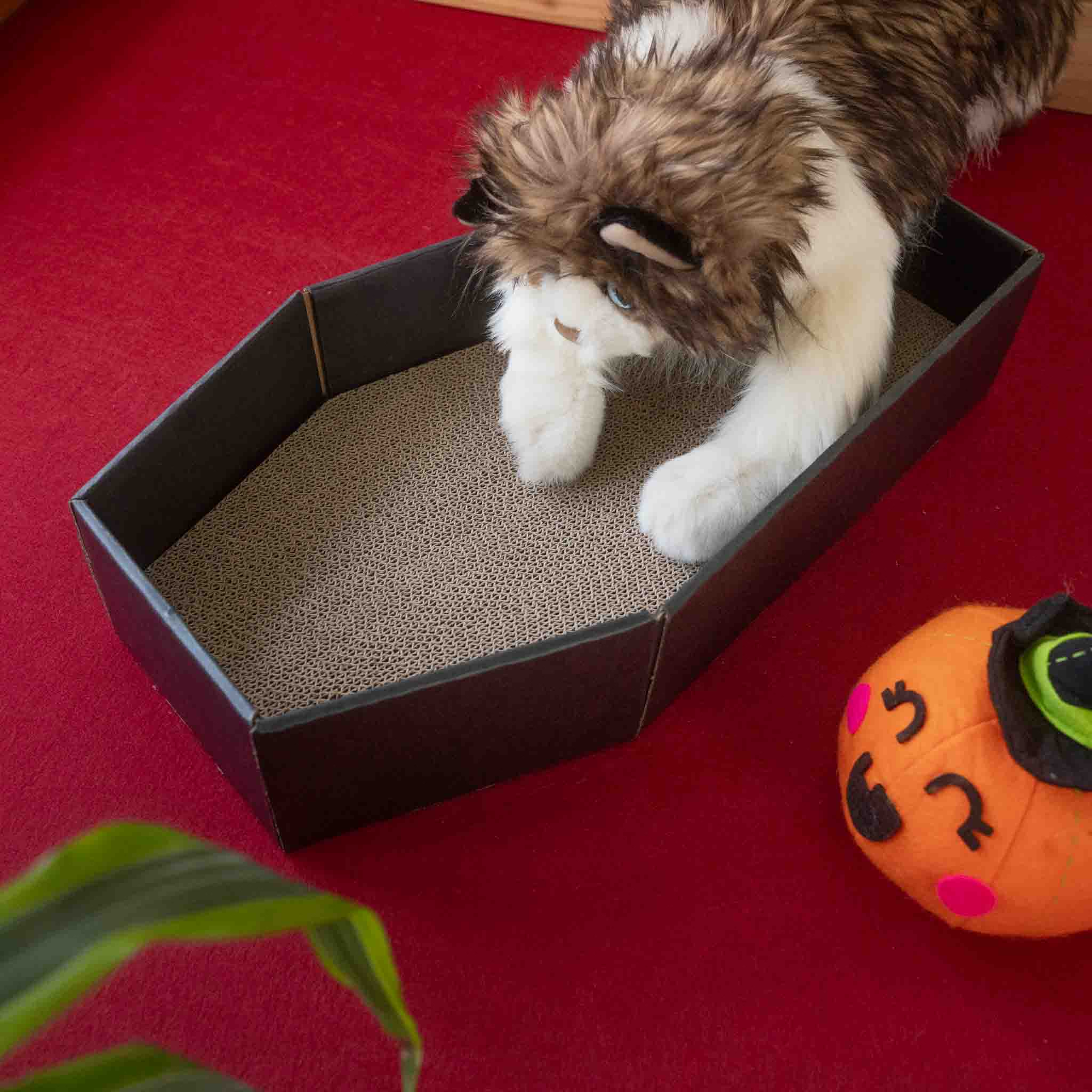 cat-coffin-bed-cat-puppet-laying-down